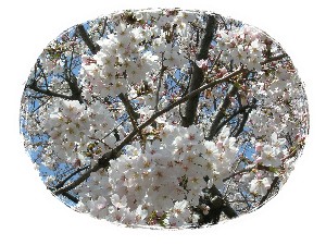 sakura2.JPG